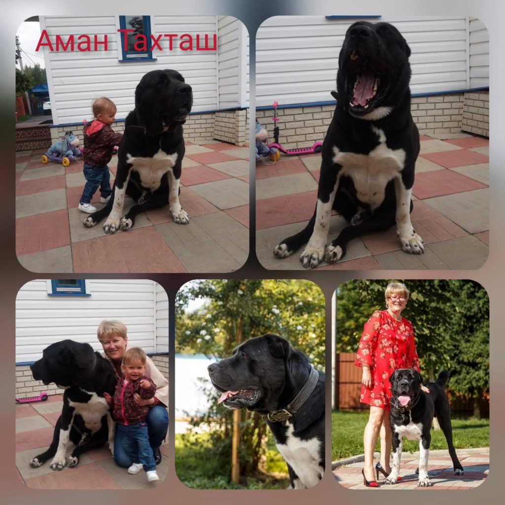 Аман Тахташ Аман Тахташ