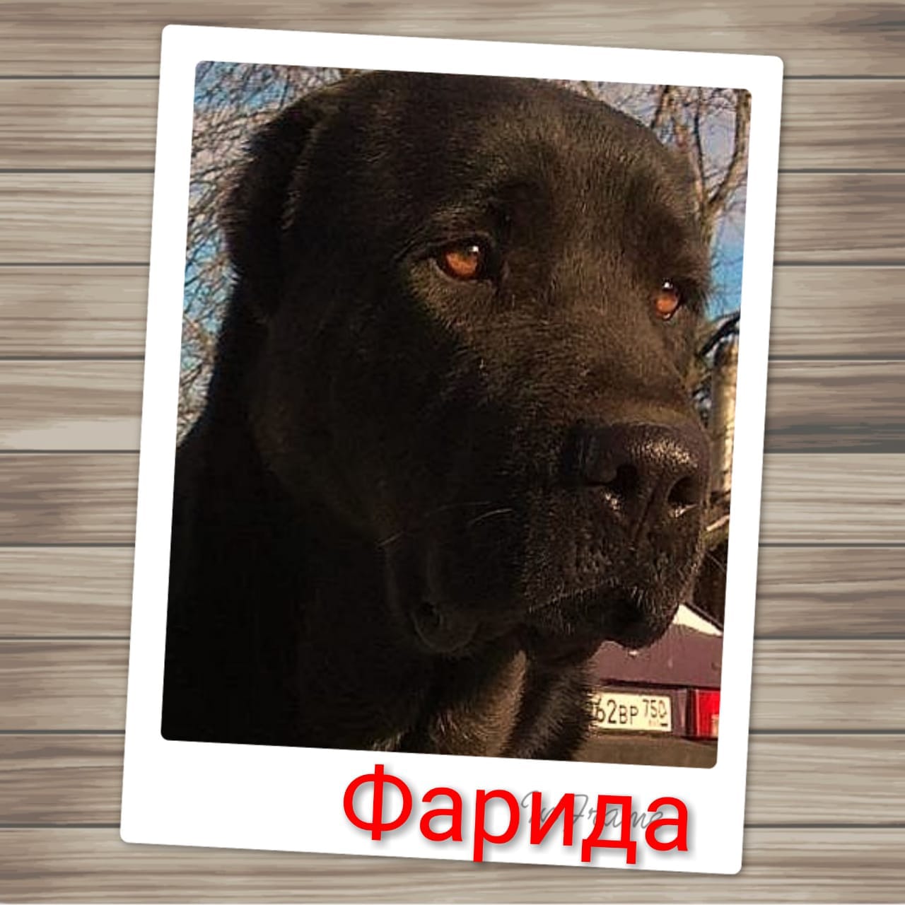 Фарида Фарида