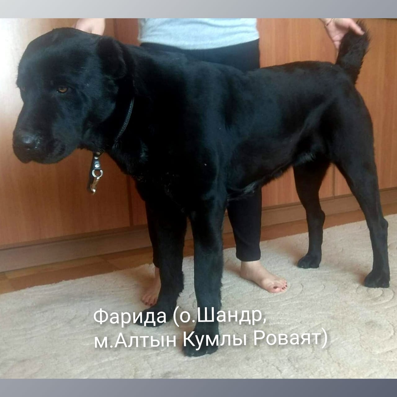 Фарида (о.Шандр, м.Алтын Кумлы Роваят) Фарида (о.Шандр, м.Алтын Кумлы Роваят)