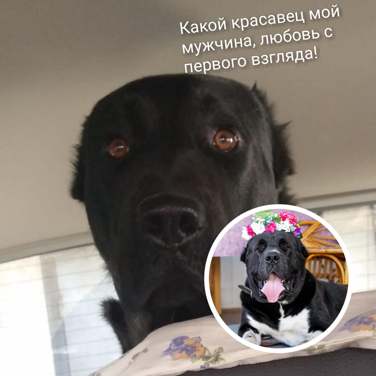 Какой красавец мой мужчина, любовь с первого взгляда Какой красавец мой мужчина, любовь с первого взгляда