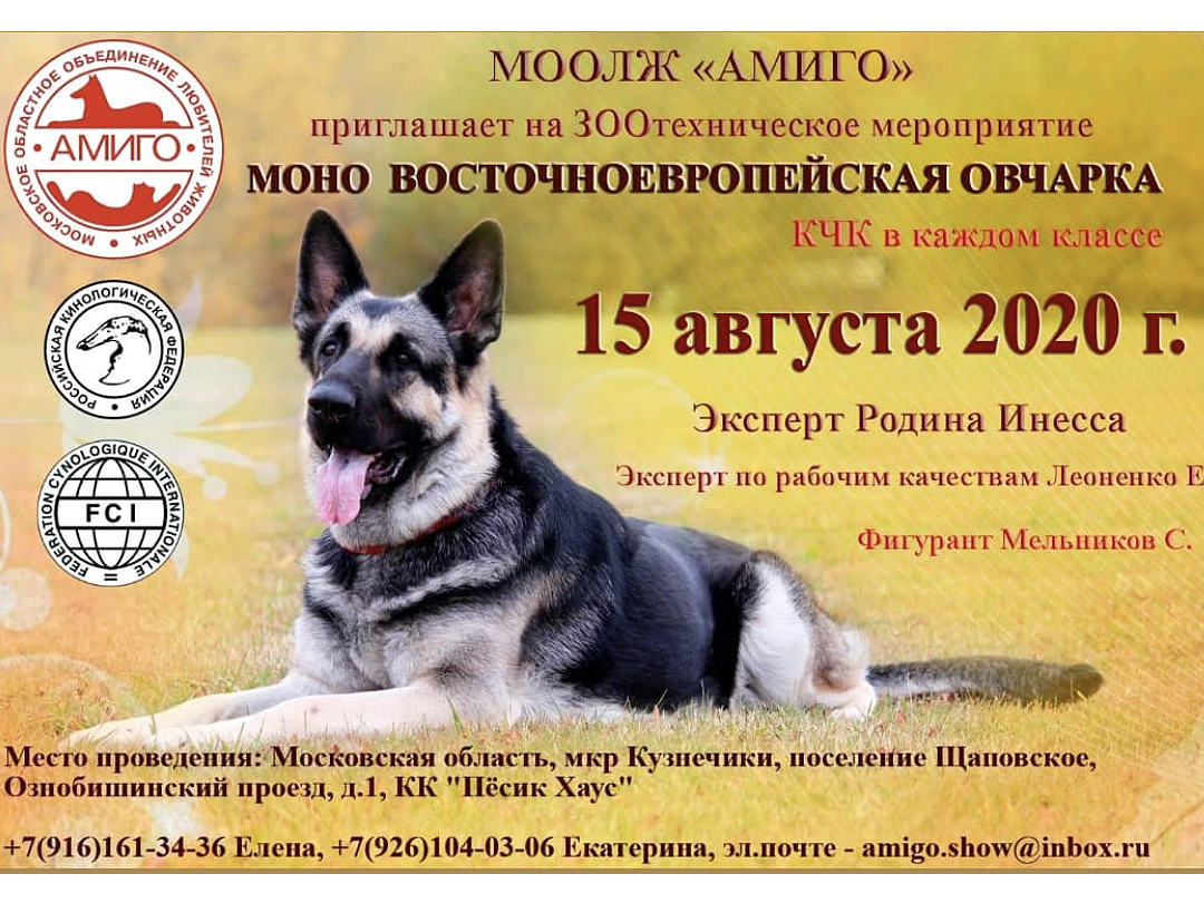 Моно восточноевропейская овчарка ЗООтехническое мероприятие 15.08.2020