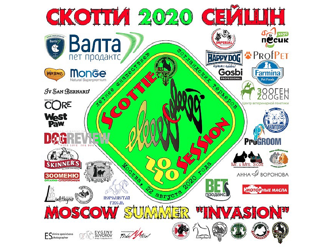 Скотти Сэйшен 22.08.2020 Летнее "нашествие" шитландских терьеров