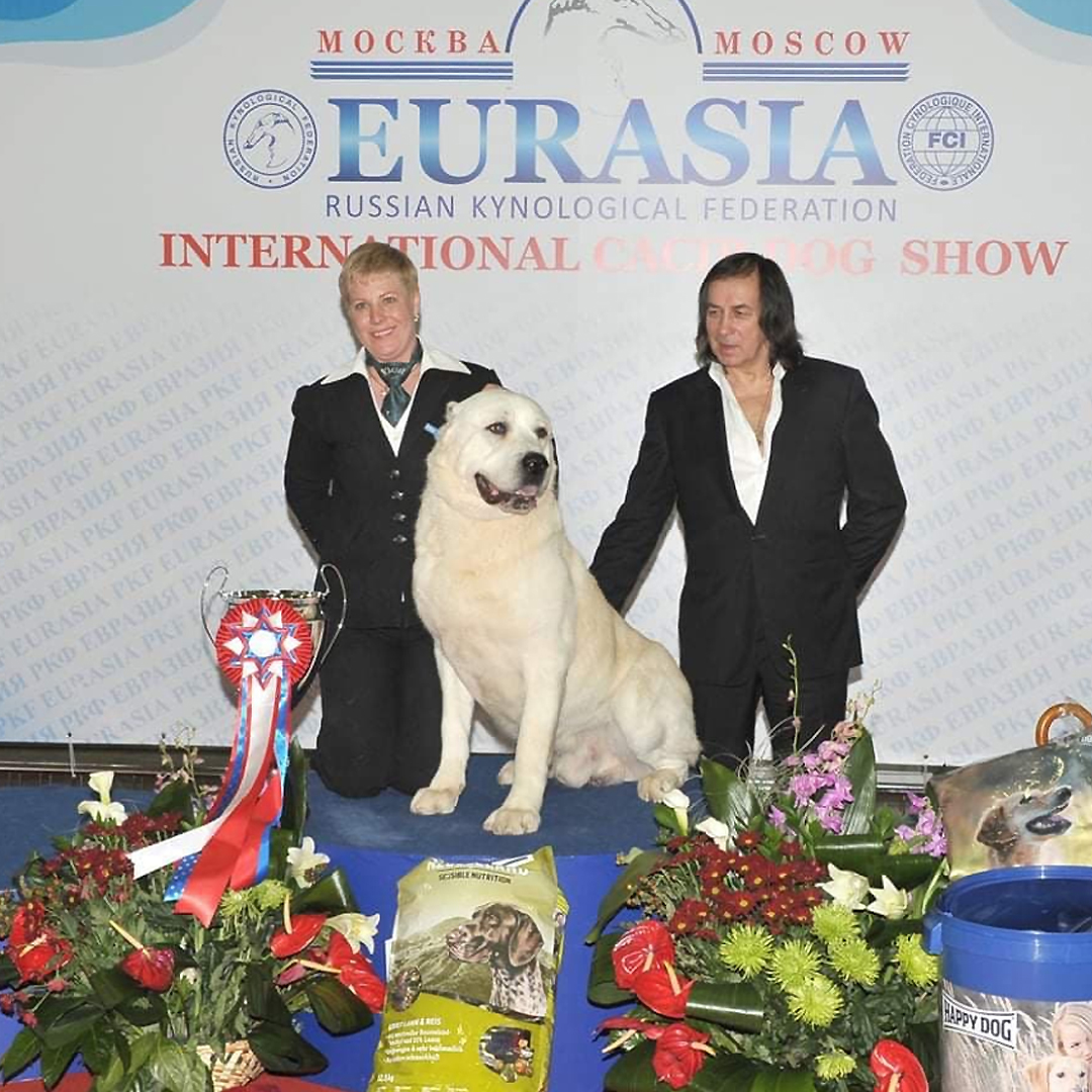 Семинар от Юлии Овсянниковой 22-23 мая о правильном, породном показе Среднеазиатской овчарки на выставках любого уровня